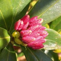 ジンチョウゲ,ヒヨドリジョウゴ,ビナンカズラ,エリカ ウィンターファイヤー,沈丁花の蕾の画像