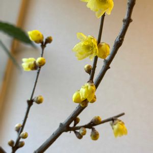 ロウバイ,黄色い花,花のある暮らし,今日のお花,玄関の画像