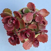 カランコエ,ずーっと放置,庭の画像