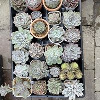 エケベリア,デレッセーナ,多肉植物,DAISO,ダイソー多肉の画像