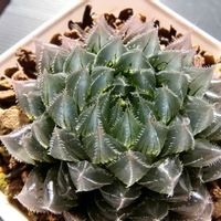 ハオルチア,ハオルチア,多肉植物,ハオルチア属,透明な窓の画像