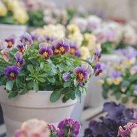 ビオラ,ビオラ フロステッドチョコレートの画像