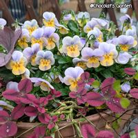 クローバー,パンジー・ビオラ,ビオラ,ガーデニング,花のある暮らしの画像