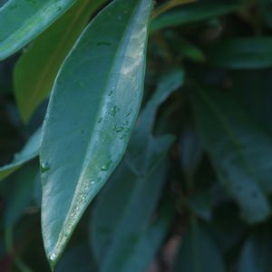 ハオルチア,多肉植物,観葉植物,塊根植物,サボテン科の画像