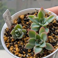 チワワエンシス ジェコラ,葉挿し,エケベリア属,多肉初心者,多肉植物とサボテンの画像