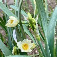 スイセン,ブルースター,ブルースター,お月様,キュンキュン乙女倶楽部の画像