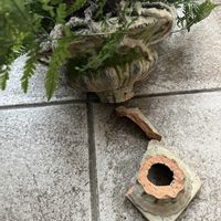トキワシノブ,シノブ,花のある暮らし,植物のある暮らし,庭の画像