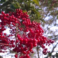 マンリョウ,庭の画像