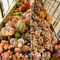 普及種,多肉寄せ植え,多肉植物のある暮らし,雨樋,多肉事の画像