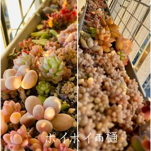 普及種,多肉寄せ植え,多肉植物のある暮らし,雨樋,多肉事の画像
