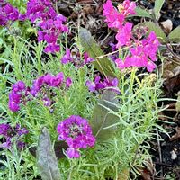 リナリア,姫金魚草,リナリア♡,ボランティア花壇✨の画像