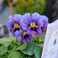 ビオラ　マイガール,鉢植え,明るい日陰,プランター,ガーデニング初心者の画像