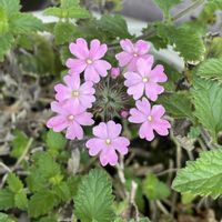 バーベナ,すみれ　紅花ヒラツカ,おうち園芸の画像