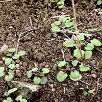 キュウリグサ,ノビルの画像