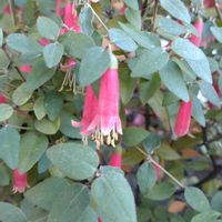 鉢植え,ガーデニング,散策,植え込み,木枯らしのようの画像