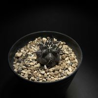 サボテン,コピアポア グリセオビオラセラ,サボテン☆,コピアポア,バルコニストの画像