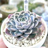 成長記録 ミゼット クラブアップル,エケベリア ミゼット クラブアップル,神奈川タニラー,多肉男子,バルコニー/ベランダの画像