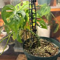 モンステラ,モンステラ アダンソニー,botanical life,観葉植物のある暮らしの画像