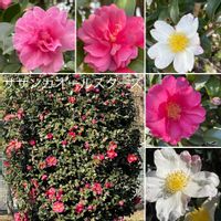 金時人参,キラ✨キラ✨,ねぎ塩ダレ作ってま~す‼︎,訳はいろいろと..,コーンフレークを超えたサクサク‼︎の画像