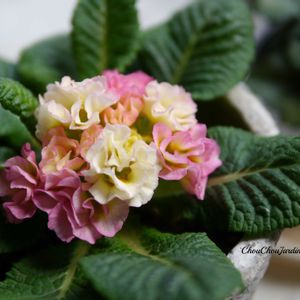 プリムラ　ジュリアン,ベランダガーデン,ガーデニング,ガーデン,ベランダガーデニングの画像