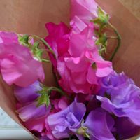 スイートピーの画像