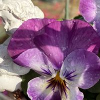 パンジー・ビオラ,こぼれ種,花のある暮らし,種取りの画像