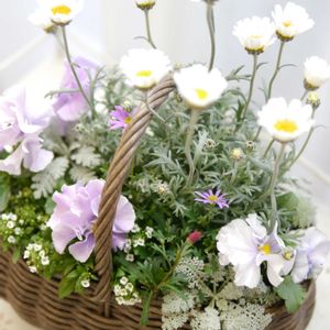 ローダンセマム,寄せ植え,ベランダガーデン,ガーデニング,ガーデンの画像