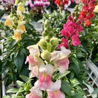 金魚草,鮮やか ,カラフル,ロビンガーデンの画像