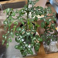 アデニア　,アデニア ペリエリ,コーデックス,ヤフオク,ヤフオク産の画像