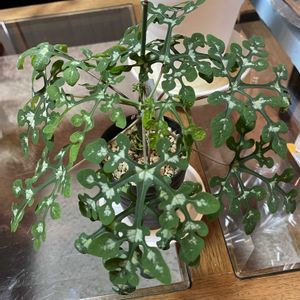 アデニア　,アデニア ペリエリ,コーデックス,ヤフオク,ヤフオク産の画像