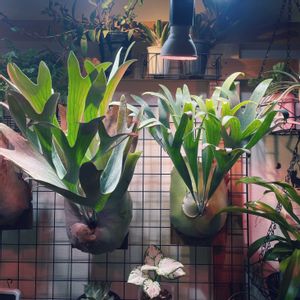 ビカクシダ,ビカクシダ レモイネイ,ビカクシダ ビフルカツム,ビカクシダ ポップコーン,成長記録の画像