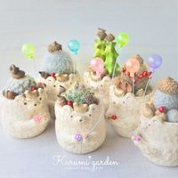 サボテン,サボテン,サボテン寄せ植え,ナンテンの実,姫胡桃の画像