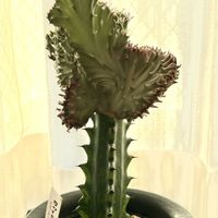 マハラジャ,ユーフォルビア マハラジャ,ユーフォルビア トリゴナ,ユーフォルビア トリゴナ,多肉植物の画像