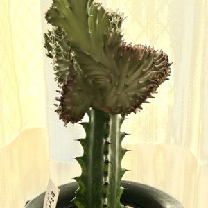 マハラジャ,ユーフォルビア マハラジャ,ユーフォルビア トリゴナ,ユーフォルビア トリゴナ,多肉植物の画像