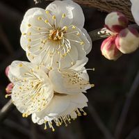 ウメ,グレビレア,常緑低木,花木,落葉低木の画像