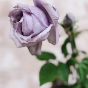 バラ,バラ,しのぶれど,ばら バラ 薔薇,静岡県民です！の画像