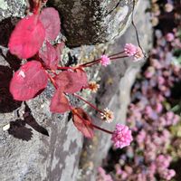 ヒメツルソバ,散歩道,大好き,雑草,つる性植物の画像