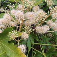 ヤツデ,ヤツデ,ヤツデ,千葉県の画像