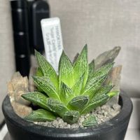 ハオルチア,多肉植物,ハビタットスタイルの画像