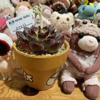 ベランダー,多肉女子,おひとりさま多肉,GS植物うちなーぐち会,狩っ多肉の画像