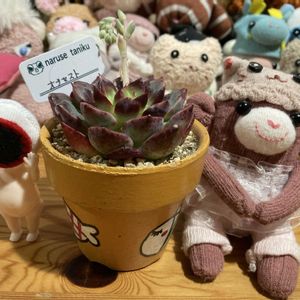 ベランダー,多肉女子,おひとりさま多肉,GS植物うちなーぐち会,狩っ多肉の画像