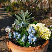 葉牡丹,シルバーレース,ウィーピング カルーナ,パンビオ寄せ植え,フェデネージュ ルミエールの画像