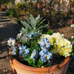 葉牡丹,シルバーレース,ウィーピング カルーナ,パンビオ寄せ植え,フェデネージュ ルミエールの画像