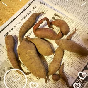 サツマイモ,サツマイモ,GSに感謝。,わんこと暮らす,素敵な火曜日の画像