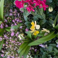 アリッサム,ハツユキカズラ,火祭り,ガーデンシクラメン,ビオラの画像