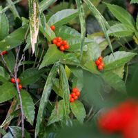 センリョウ,花散歩,OLYMPUS,ミラーレス一眼,真っ赤な火曜日の画像