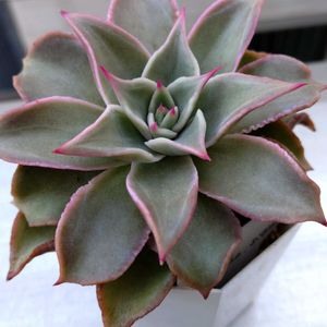 エケベリア,マディバ,マディバ,多肉植物,小さな花壇の画像