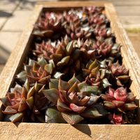 大和錦,多肉植物,鉢植え,葉挿し,エケベリア属の画像