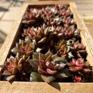 大和錦,多肉植物,鉢植え,葉挿し,エケベリア属の画像