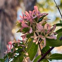アベリア,花と風の画像